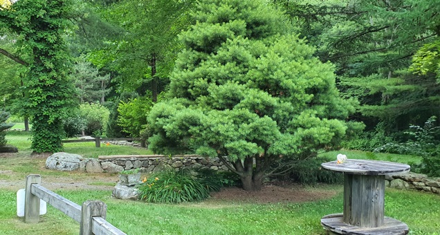 Evergreen Berry Farm