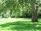 Apple Tree for Shade
