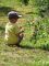Young Picker
